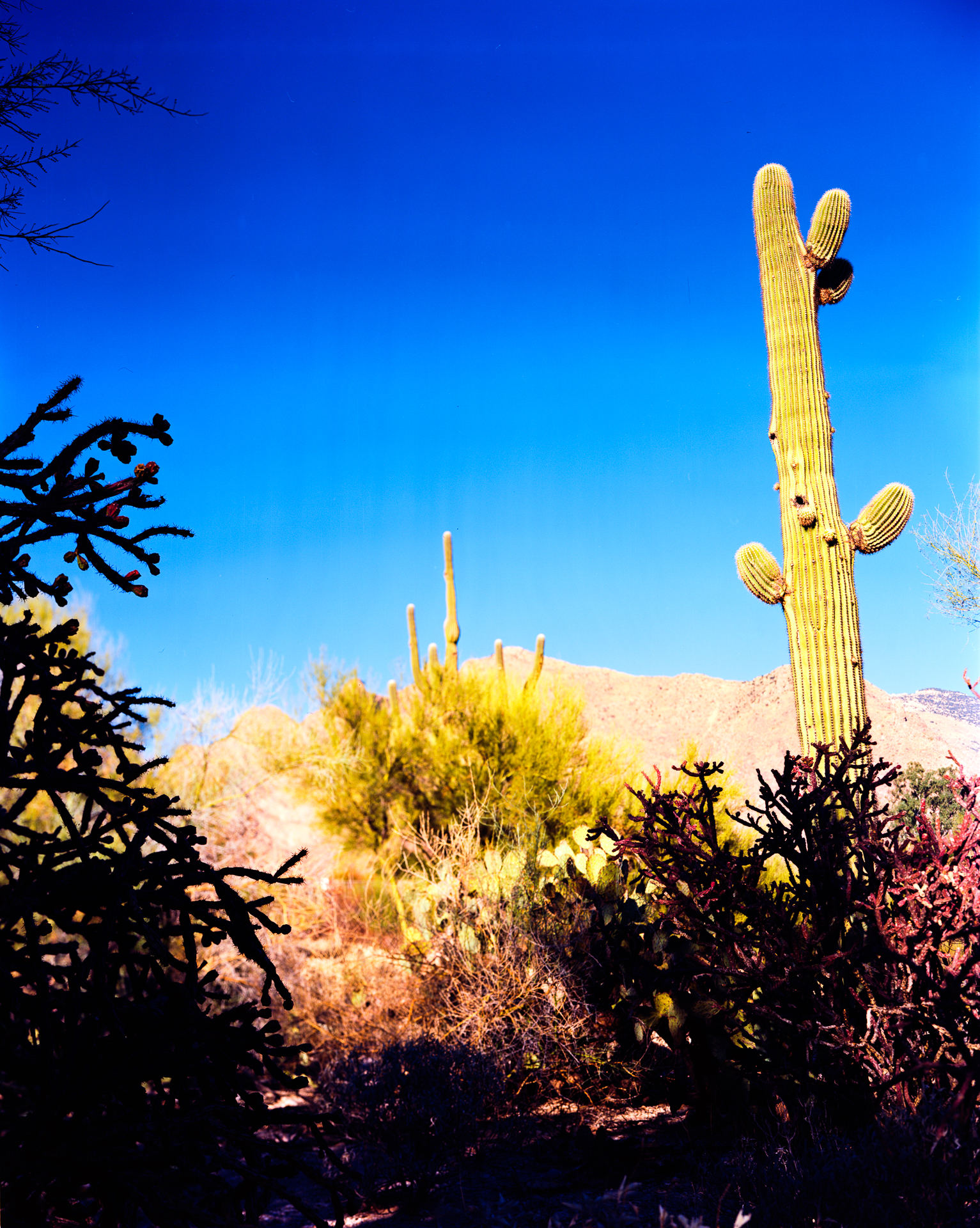 Tuscon In Color (Negative)