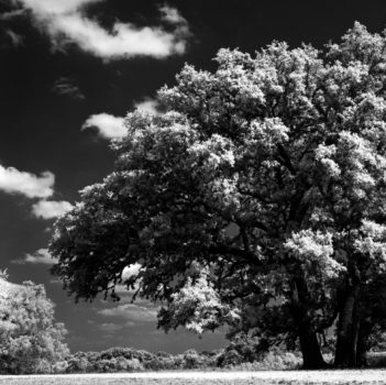 The Ranch On Rollei Infrared 400