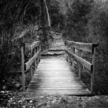 Bridge At Eisenhower Park